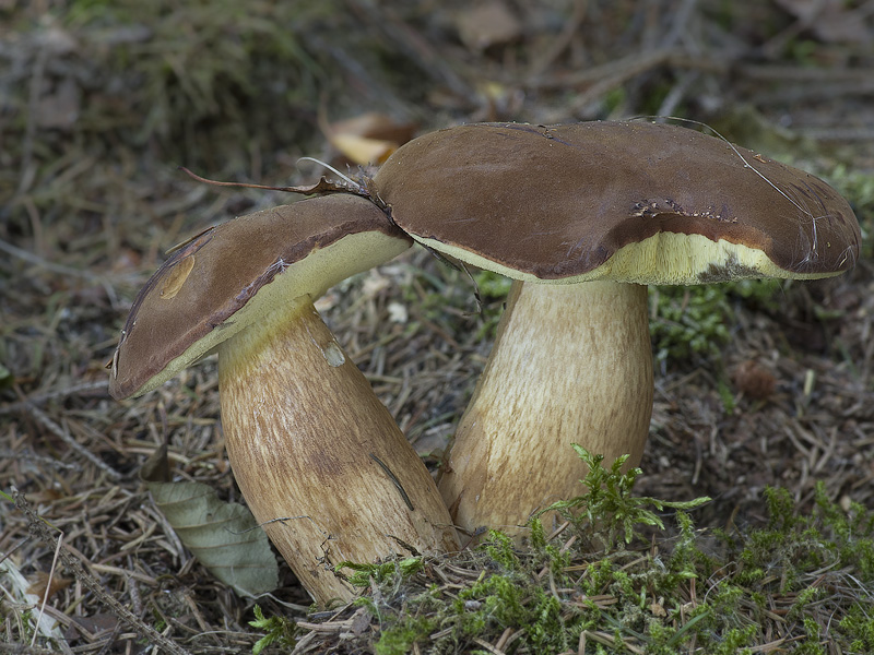 Boletus badius